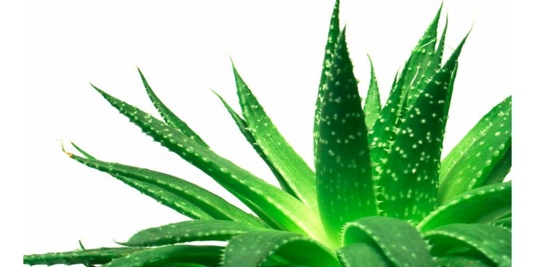 Aloe Vera: Una planta muy saludable