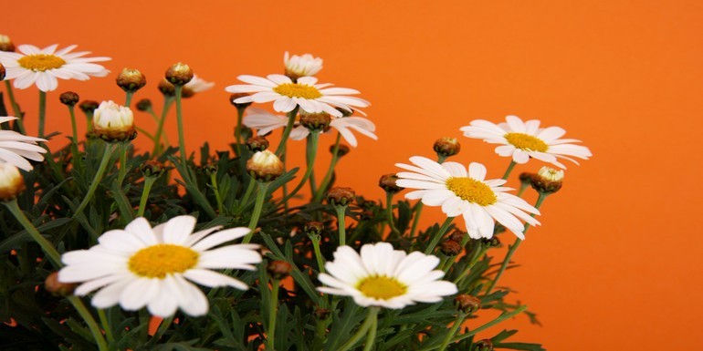 Beneficios del aceite de margarita silvestre para el cuidado de la piel