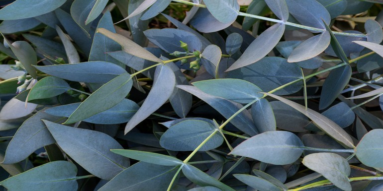 Remedios naturales para mejorar tu respiración con aceite esencial de eucalipto